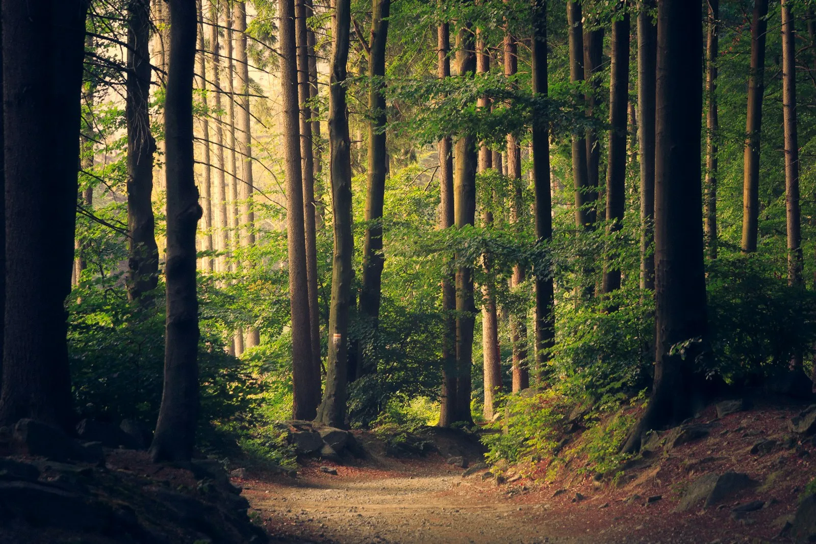 How fungi networks quietly run the forest floor — Mycelium detail