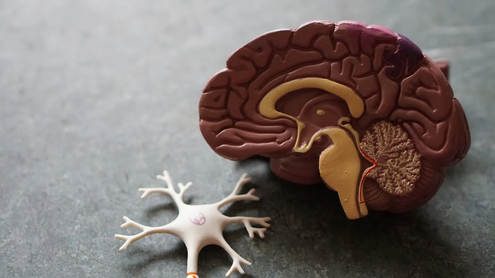 A new map of the human brain, cell by cell — Neuron cluster
